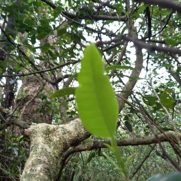 Melicope borbonica 葉