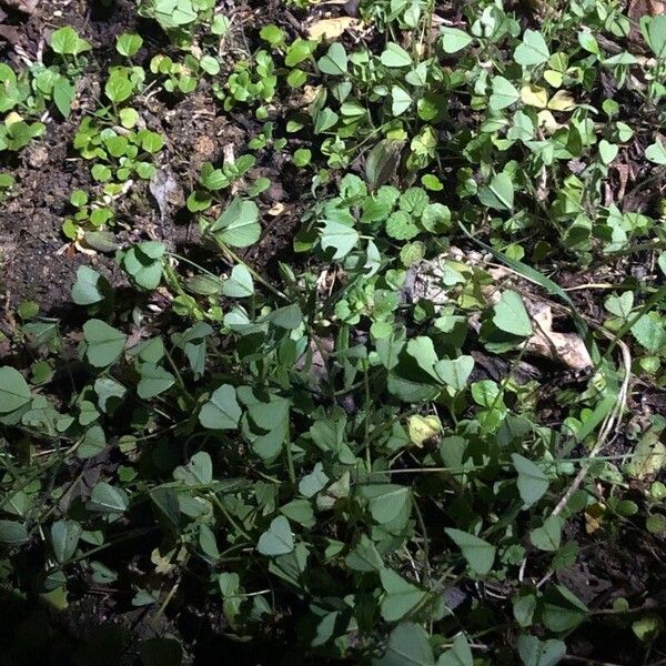 Medicago polymorpha Leaf