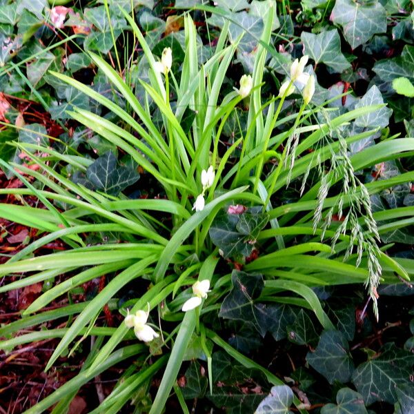 Hyacinthoides hispanica Характер