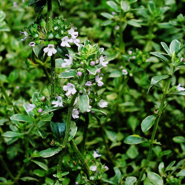 Thymus pulegioides Leaf