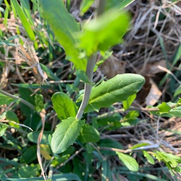 Thlaspi alliaceum Foglia