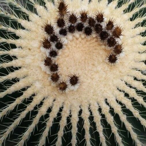 Echinocactus grusonii Blomma