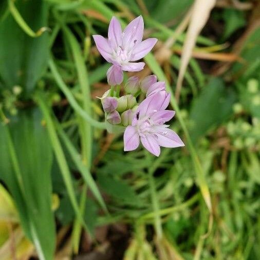 Allium drummondii Flower