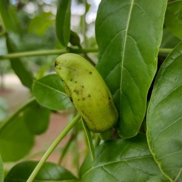 Pongamia pinnata Плод