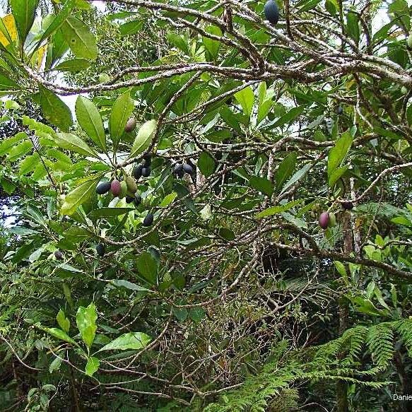 Chionanthus pedunculatus