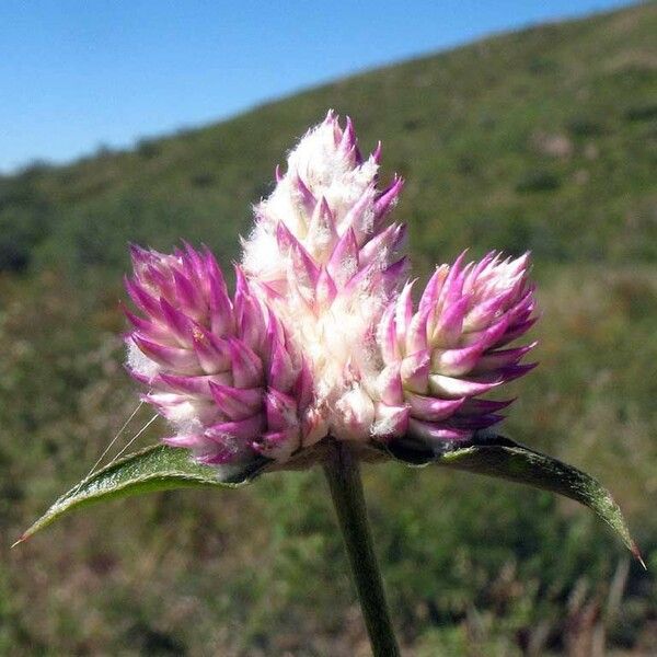 Gomphrena sonorae Cvet