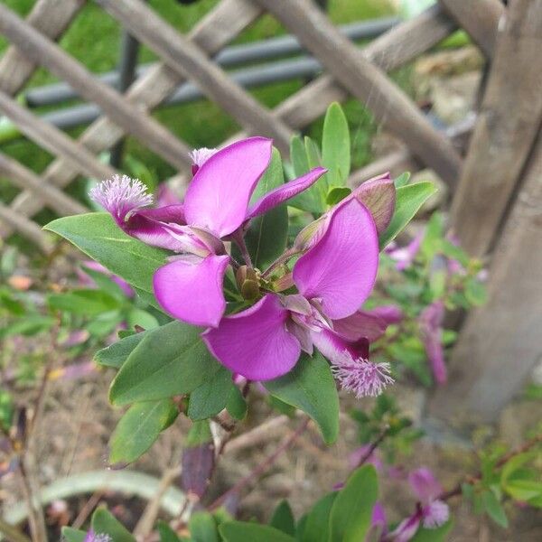 Polygala myrtifolia Цветок