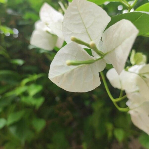 Bougainvillea × buttiana Blomma