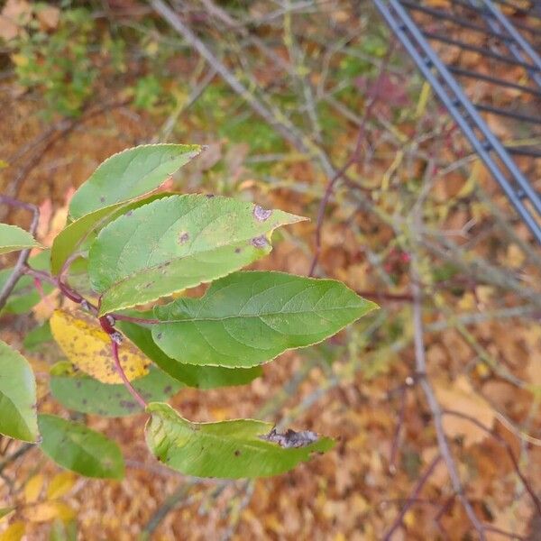 Malus hupehensis ഇല