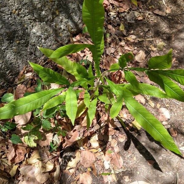 Melicoccus bijugatus Yaprak