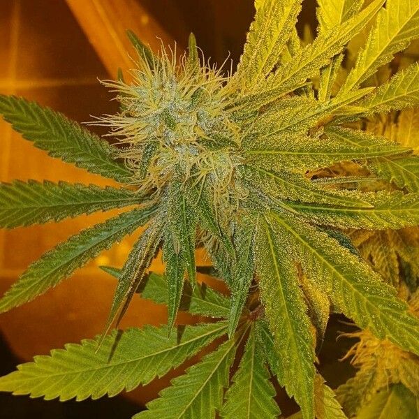 Cannabis sativa Flower