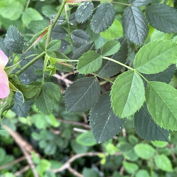 Rosa canina Blatt