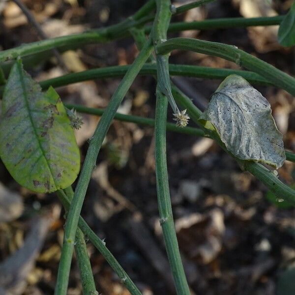 Crotalaria retusa Cortiza