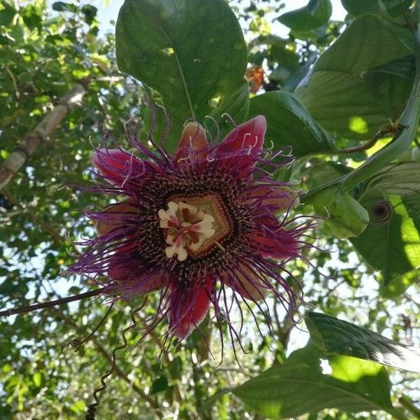 Passiflora quadrangularis 花