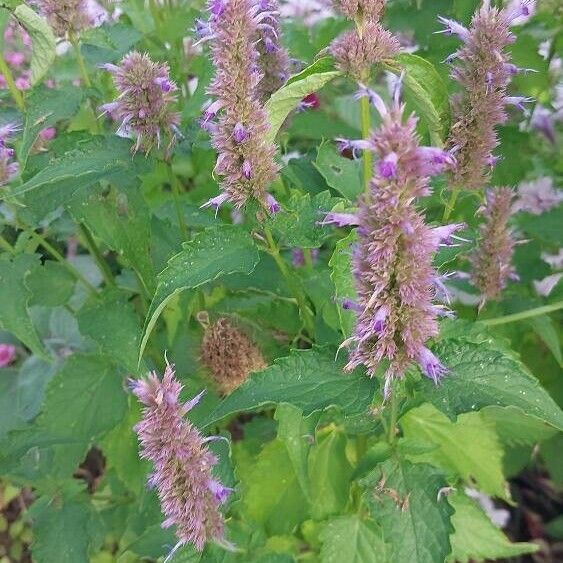 Agastache foeniculum Квітка