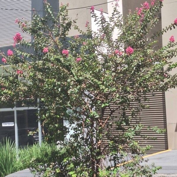 Lagerstroemia indica ഇല