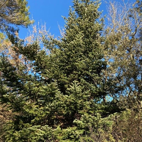 Abies cephalonica Alkat (teljes növény)