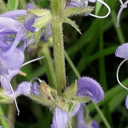 Salvia pratensis Kora