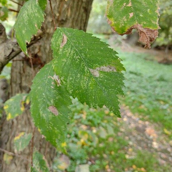 Ulmus laevis Lapas