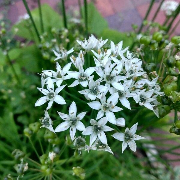 Allium tuberosum 花