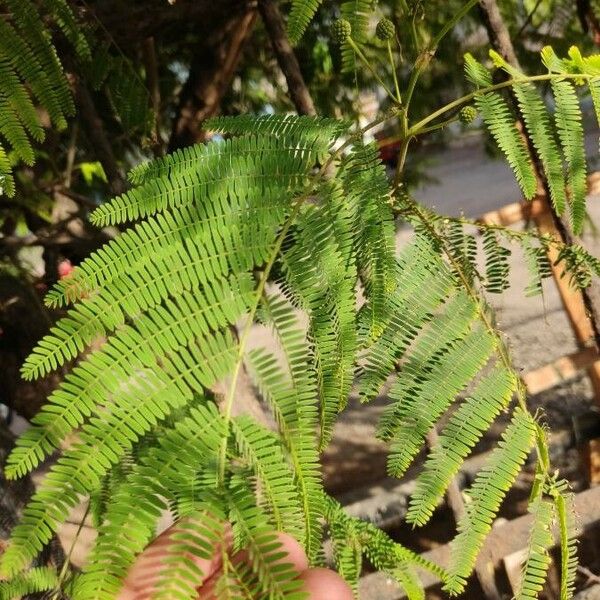 Acacia angustissima Leaf