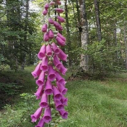 Digitalis purpurea Flower