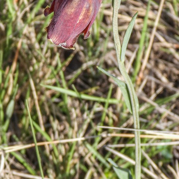 Fritillaria pyrenaica Květ