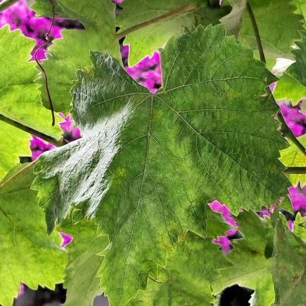 Vitis vinifera Leaf