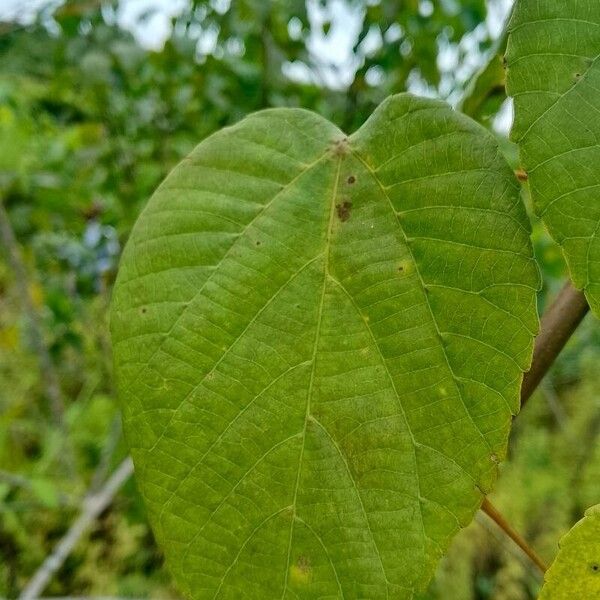 Alchornea cordifolia Leaf