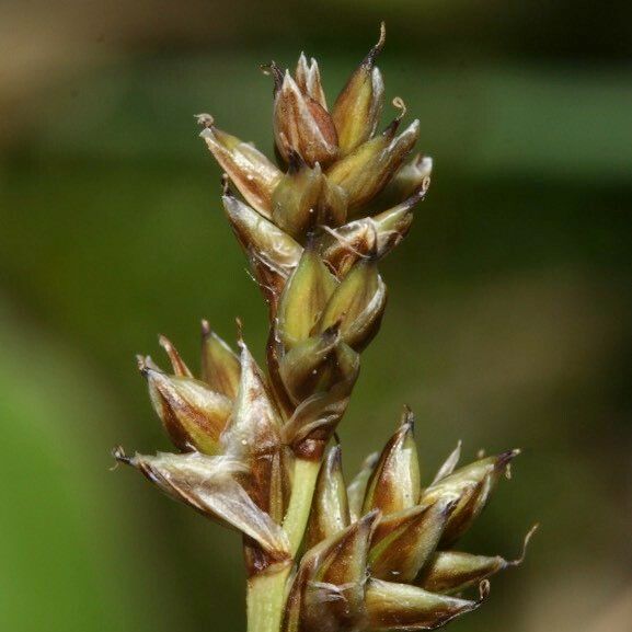 Carex heleonastes Õis