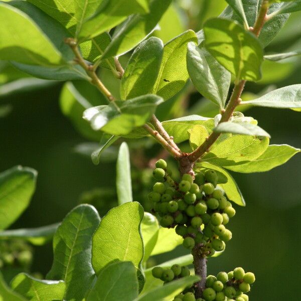 Myrica pensylvanica Плод