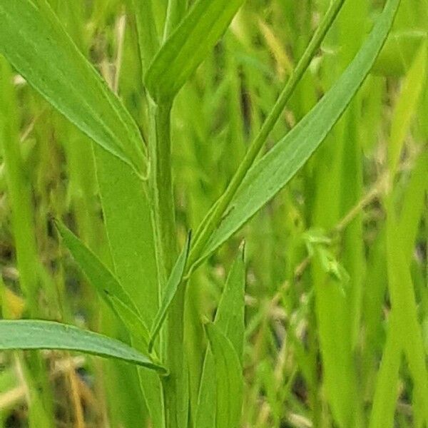 Linum bienne Leaf