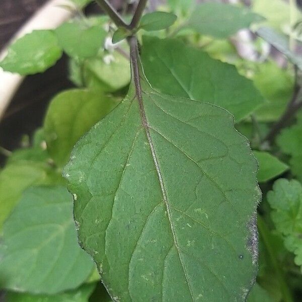 Solanum nigrum Leaf