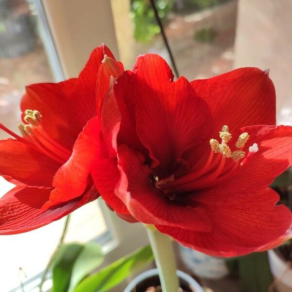 Hippeastrum reginae ᱵᱟᱦᱟ