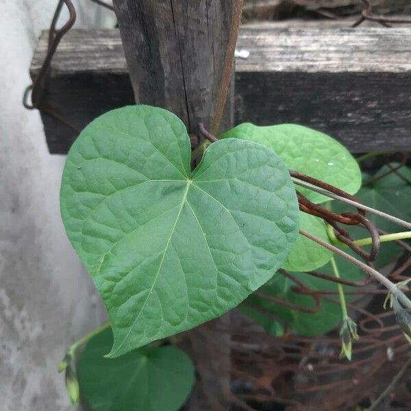 Ipomoea purpurea 葉