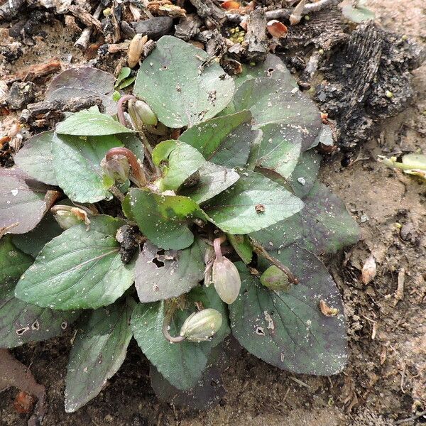 Viola villosa Hàbitat