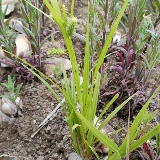 Carex pseudocyperus Natur