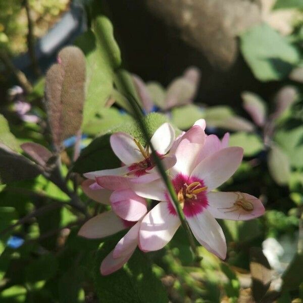 Ixia maculata Flor