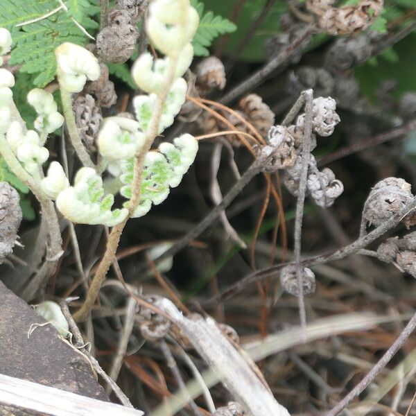 Hemionitis eckloniana Bark