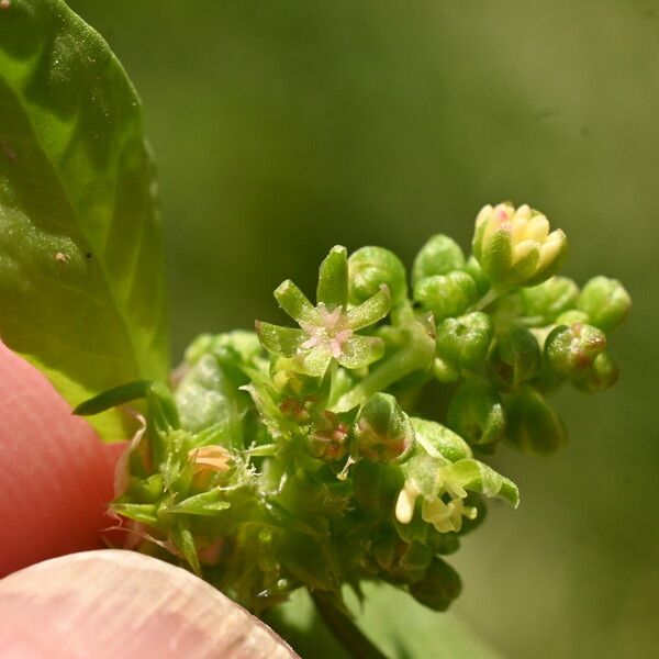 Rumex spinosus Кветка