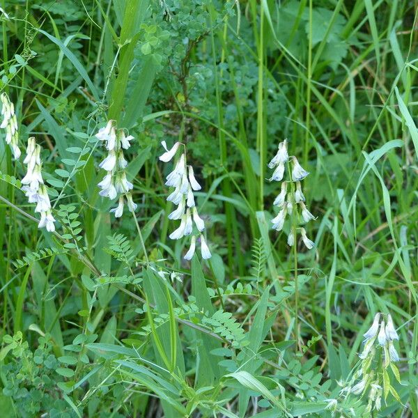 Vicia sylvatica Autre