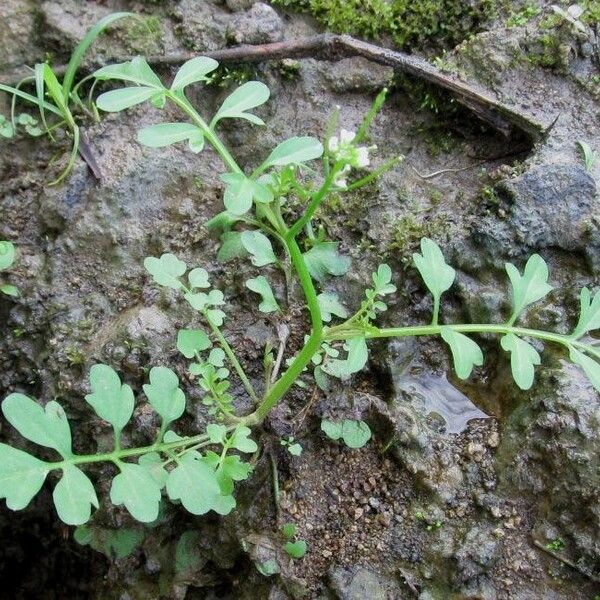 Cardamine bonariensis Habitus