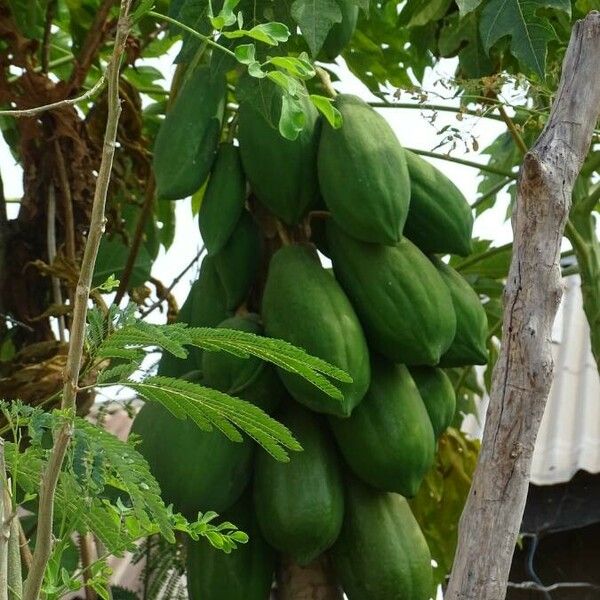 Carica papaya ഫലം