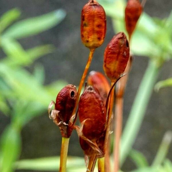 Iris sibirica Fruitua