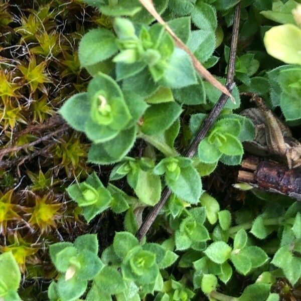 Cerastium semidecandrum Leaf