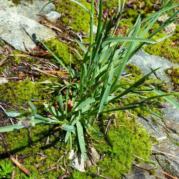 Poa alpina Liść