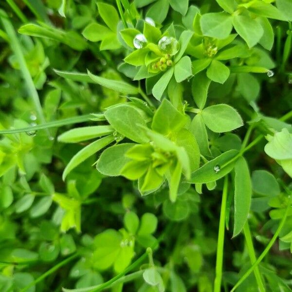 Trifolium micranthum Lehti