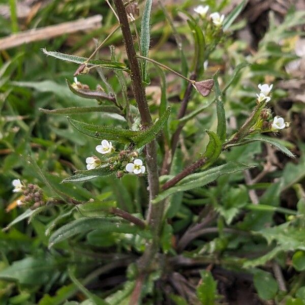 Capsella bursa-pastoris Folla