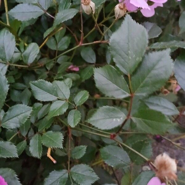 Rosa multiflora 葉