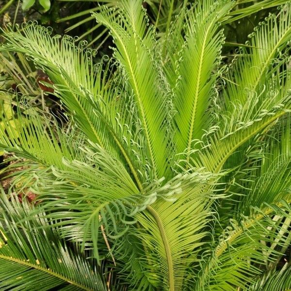 Cycas revoluta ഇല